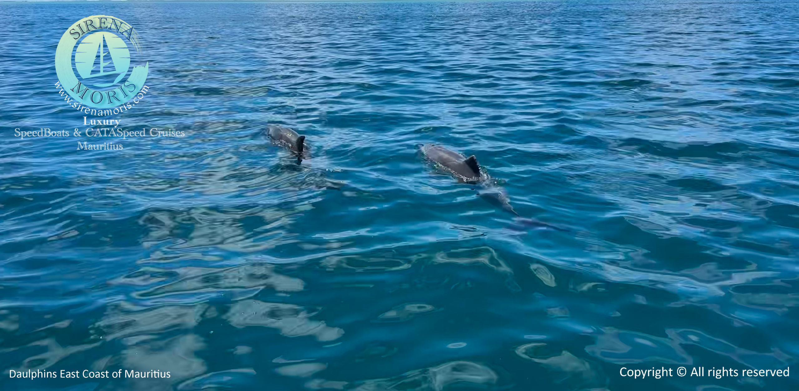 Daulphins watch mauritius